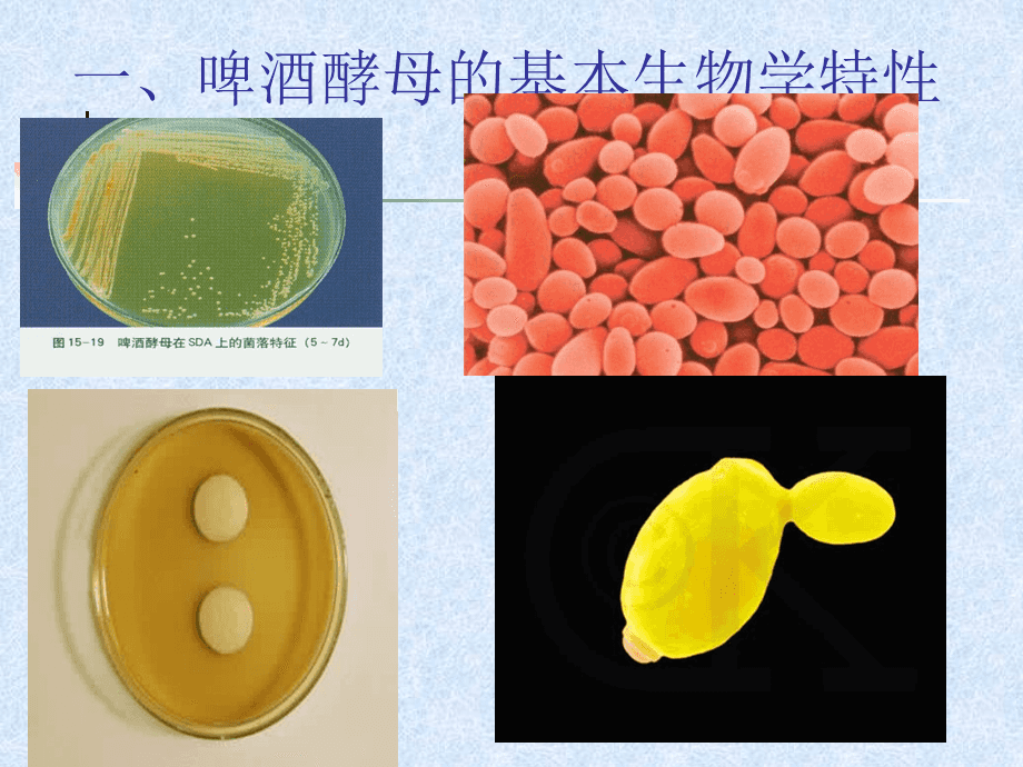 啤酒酵母菌的擴大培養 從實驗室到發酵罐